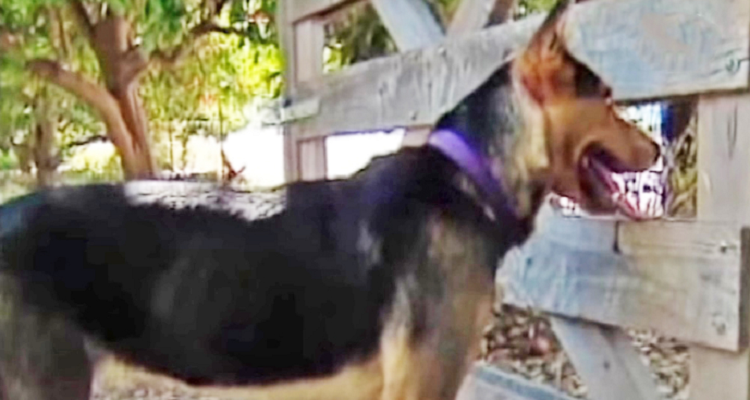 Un ragazzo e il suo cane