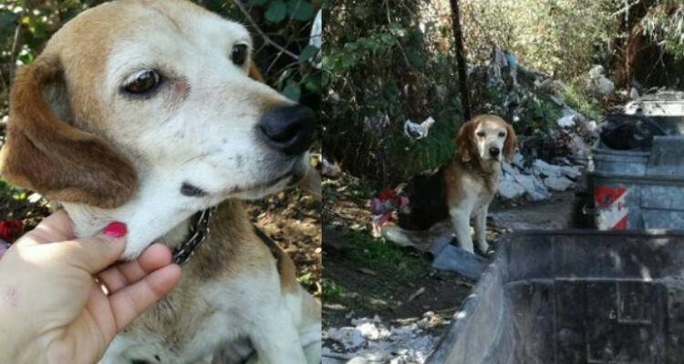 Quale posto migliore per buttare il tuo cane anziano