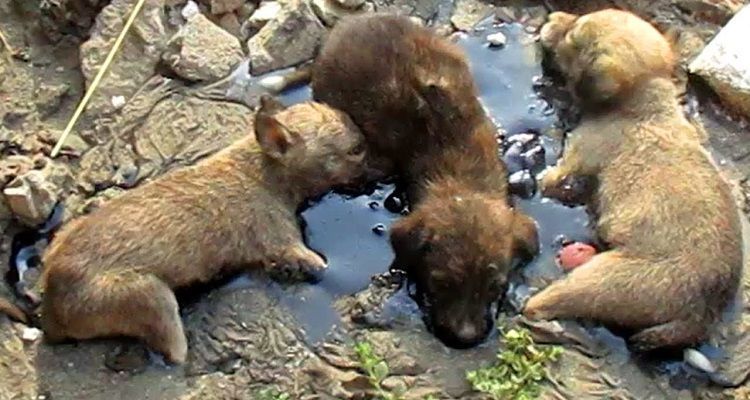 I cuccioli intrappolati nel catrame adesso hanno una nuova vita