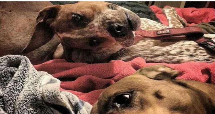Le teste dei cani sul letto