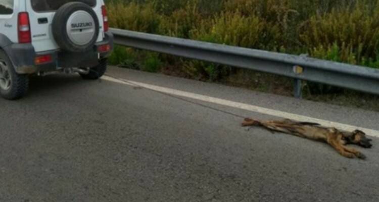Trascina il cane e davanti al giudice accade qualcosa di terribile