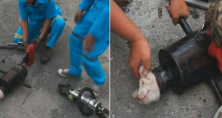 Il cucciolo scivola mentre stavano tagliando il tubo