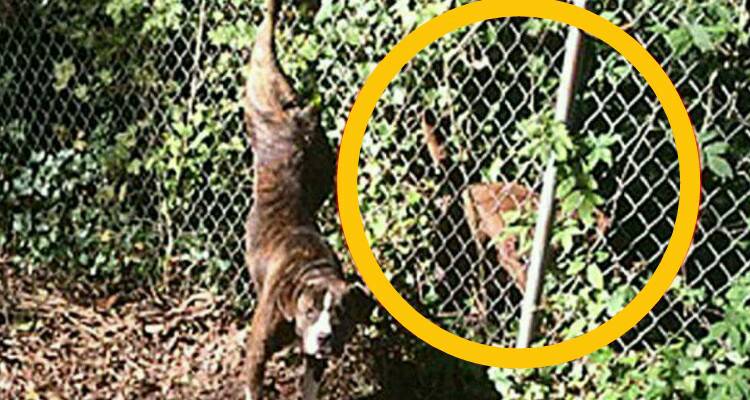 C’è un cane appeso! Possibile che nessuno ha visto quello dietro?