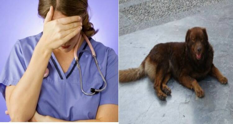 Punito in modo esemplare il veterinario tanto criticato