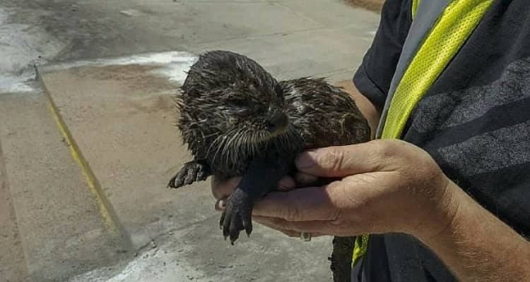 Trovano un piccolo animaletto incastrato in un canale