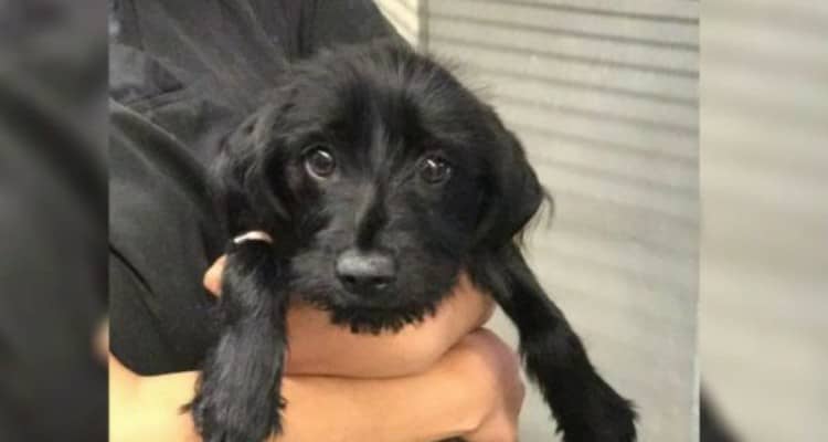 Nessuno lo vuole, nessuno lo guarda, nessuno adotta questo cane per un motivo assurdo