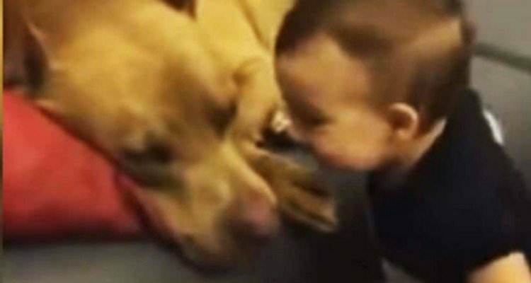 La verità sui pitbull e i bambini