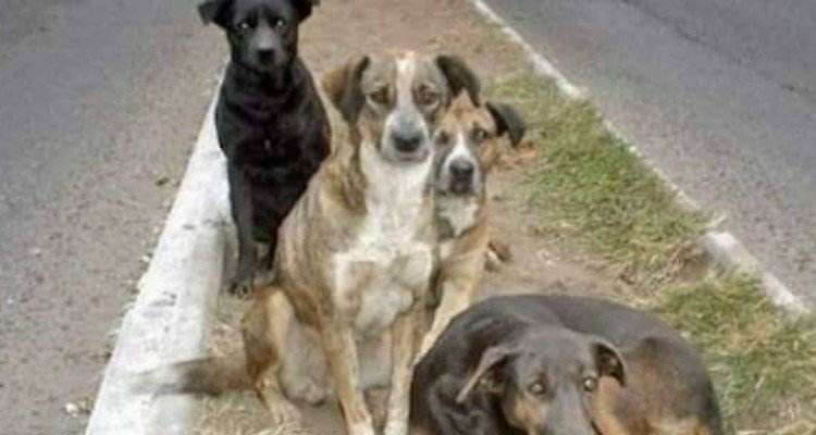 Un gruppo di cani randagi salva una bambina dalle grinfie di un mostro