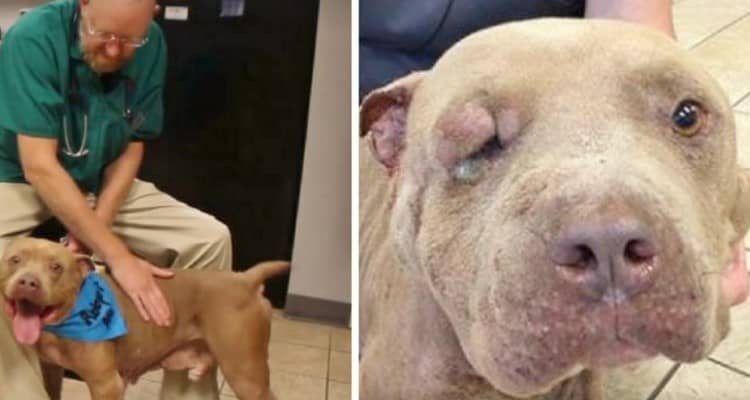 La storia di Debo, un pitbull con un destino già segnato