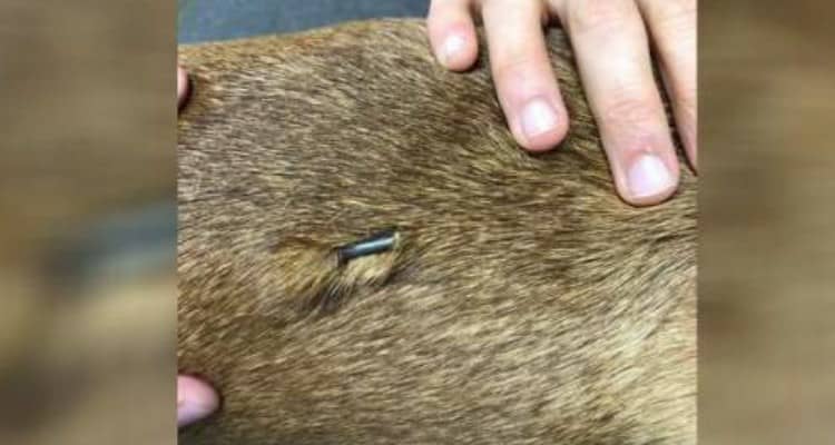 Qualcuno gli ha sparato con una sparachiodi