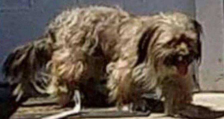 Trasloca in un altra città e si lascia alle spalle il suo cagnolino