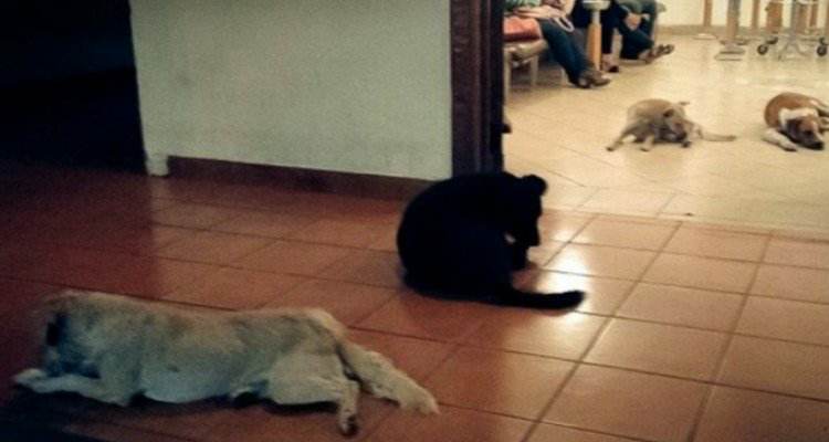 Guardate cos’è accaduto al funerale della cagnara della città…