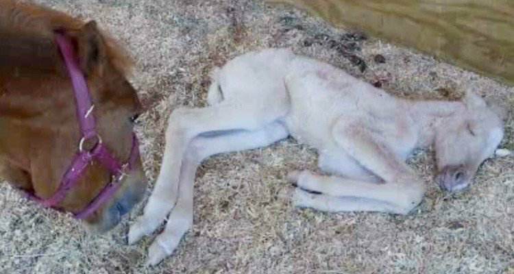 Salvata incinta, dopo anni di plagio, vede il suo puledro per la prima volta