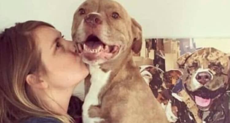 Addio a Fifty, il pit bull a due zampe che ha ispirato il mondo