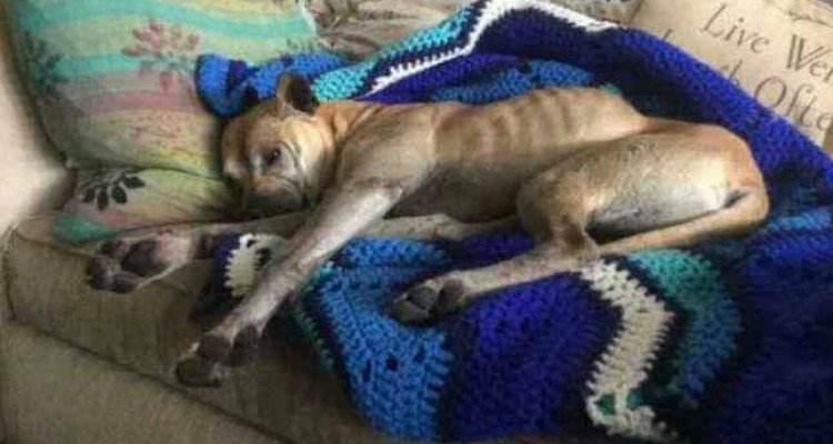 Smarrisce la sua amata cagnolina nel bel mezzo di una montagna