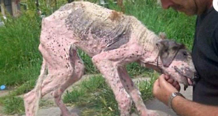 Khalessi la cagnolina abbandonata da tutti
