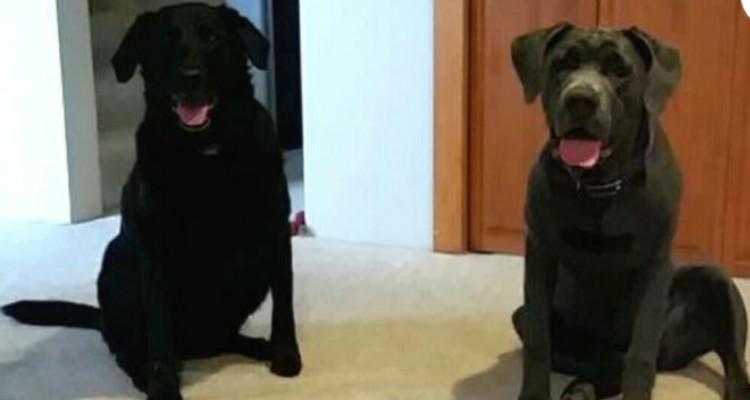 Pochi giorni dopo la morte dei loro cani, qualcuno bussa alla loro porta…