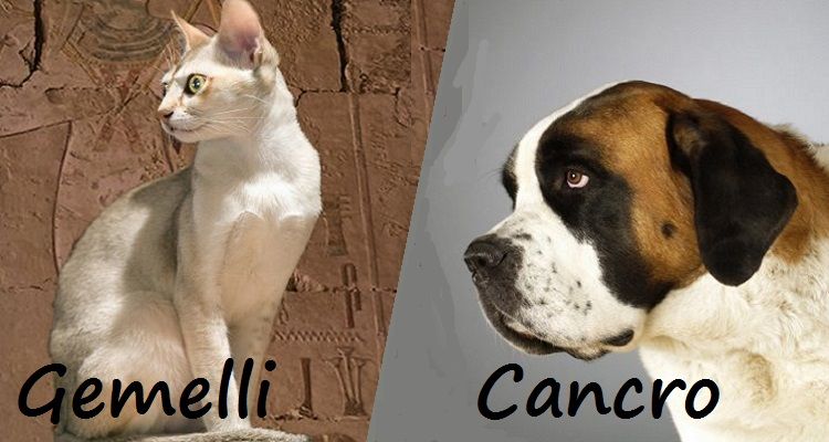 Quale animale domestico è più adeguato a te secondo il tuo segno zodiacale.