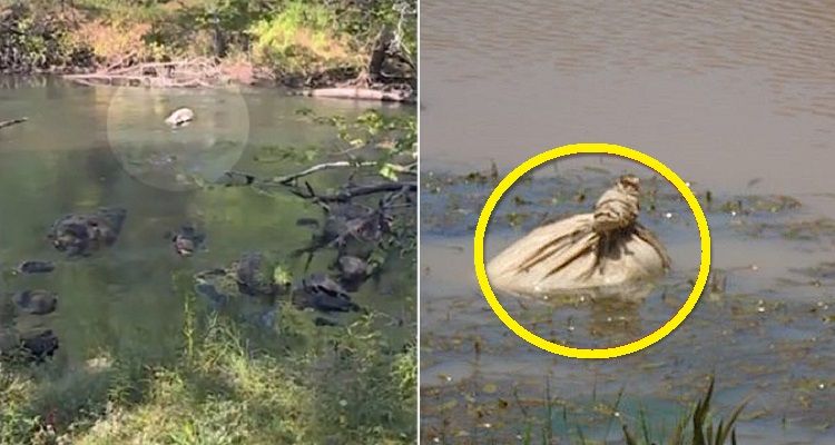 Vedono un sacco che galleggia in acqua: rimangono senza parole quando guardano dentro