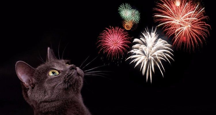 Botti di Capodanno: come aiutare gli amici gatti