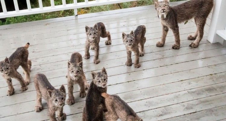 Mamma lince porta i suoi 7 cuccioli a trovare il suo amico umano