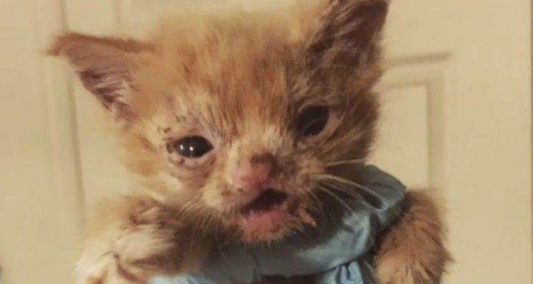 Studente veterinario salva un gattino speciale e lo fa uscire dal baratro: guardatelo mesi dopo…