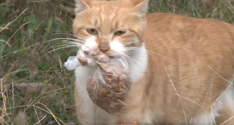 Gatto randagio rifiuta il cibo se non gli viene messo in una borsa: ecco perché