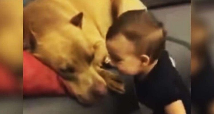 Bambino bacia il suo pit bull mentre dorme e a quel punto lui…