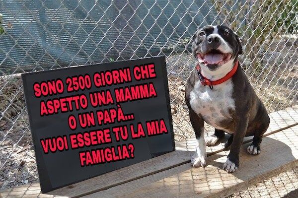 Cane solitario si siede in un rifugio per 2531 giorni in attesa di qualcuno che…