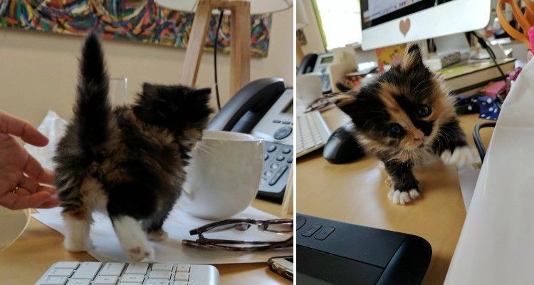 Dipendente trova un gattino orfano e lo porta al lavoro per poterlo nutrire.