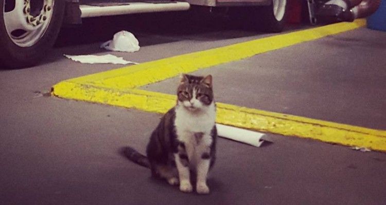 Pompiere adotta un gattino randagio: non si immaginava sarebbe diventato un killer