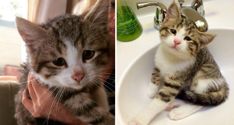 Gatto randagio con gli occhi tristi ruba i cuori di una coppia e impara ad amare