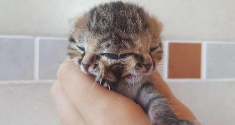 Gattina nata con due facce salvata da una donna che non ha mai mollato con lei