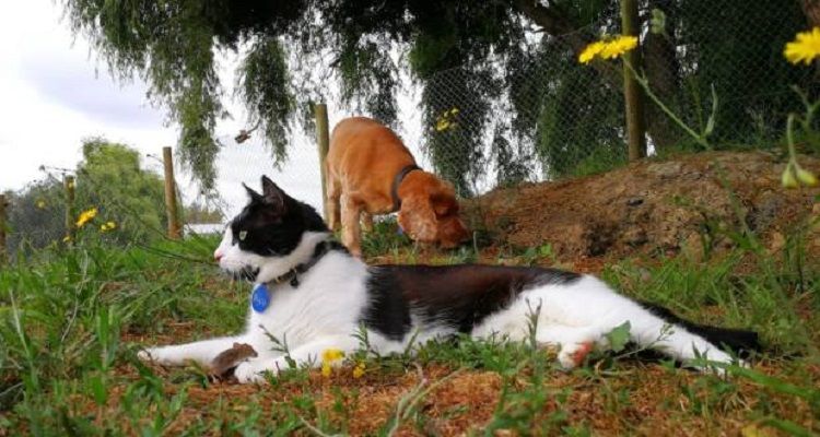 Un cane, un gatto e un topo che vanno d’amore e d’accordo