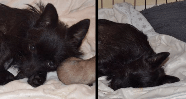 Cagnolina incinta abbandonata durante il parto: i soccorritori scoprono una sorpresa