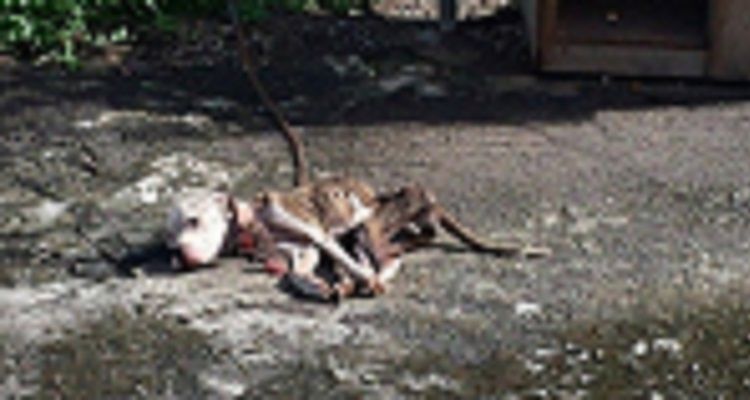 Roco, il pitbull salvato pochi minuti prima di morire