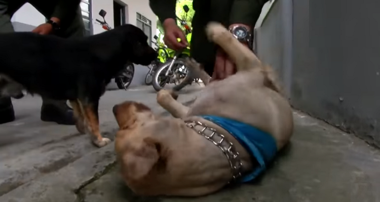 I cani randagi di Pereira hanno trovato una sistemazione…sono diventati poliziotti