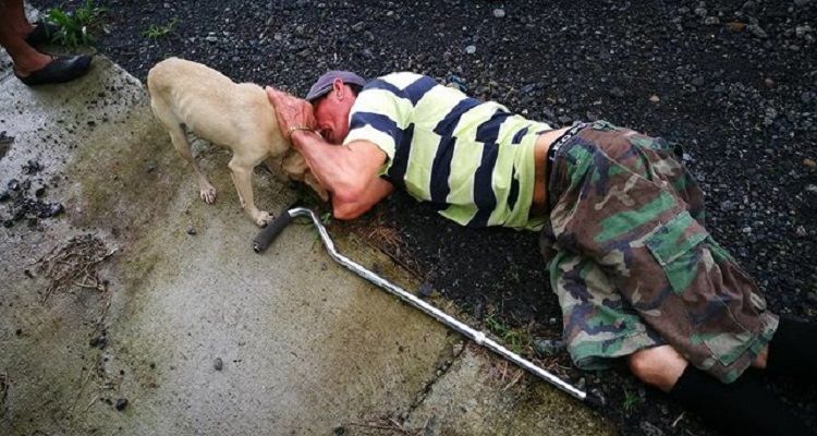 Questa cagnolina coraggiosa ha rischiato la vita per salvare il suo umano