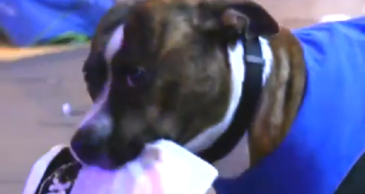 Andy e Bailey, una coppia indivisibile