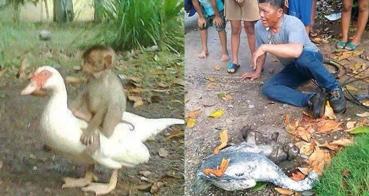 La lealtà degli animali non conosce confini