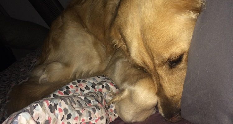 Il cane invita il gattino a entrare in casa