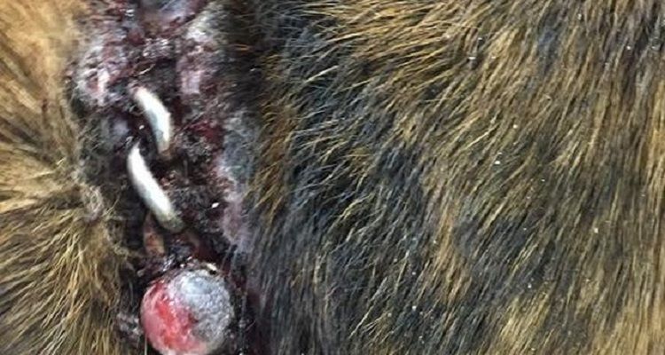 Benny è riuscito a spezzare le catene e adesso avrà una nuova vita