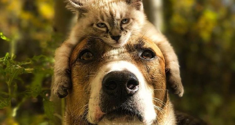 Cane e gatto amano viaggiare insieme e  loro foto sono a dir poco epiche