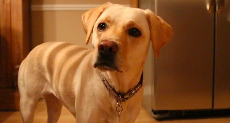 5 passi per capire se il vostro cane vi ama