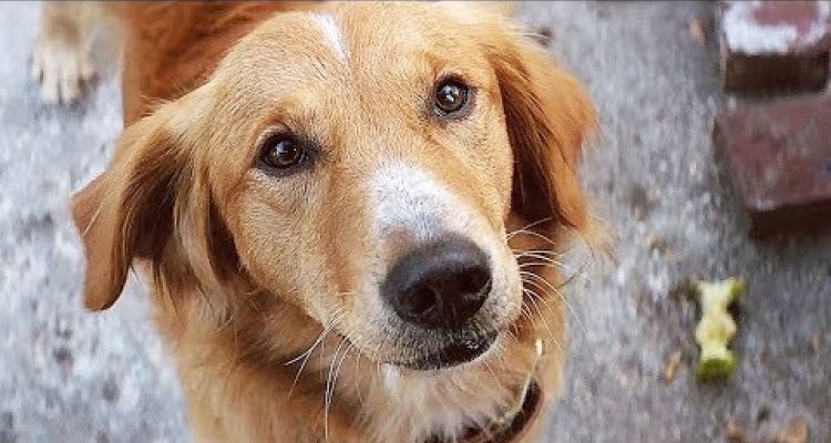 È ufficiale: chi ha un cane vive più a lungo e meglio