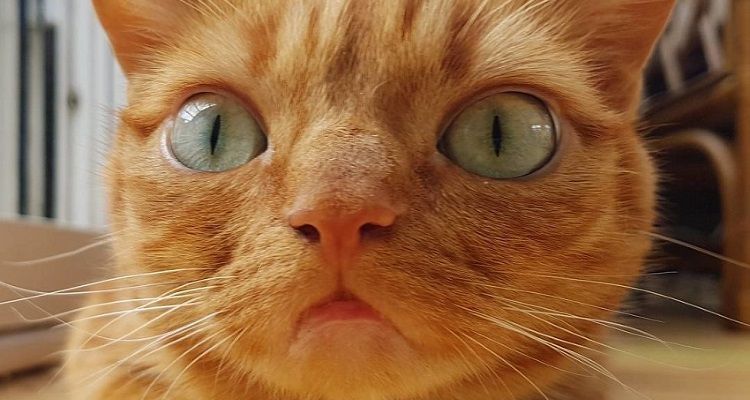 Gattino con la mascella storta e le gambe malate ha trascorso il suo primo Natale con la donna che gli ha cambiato la vita