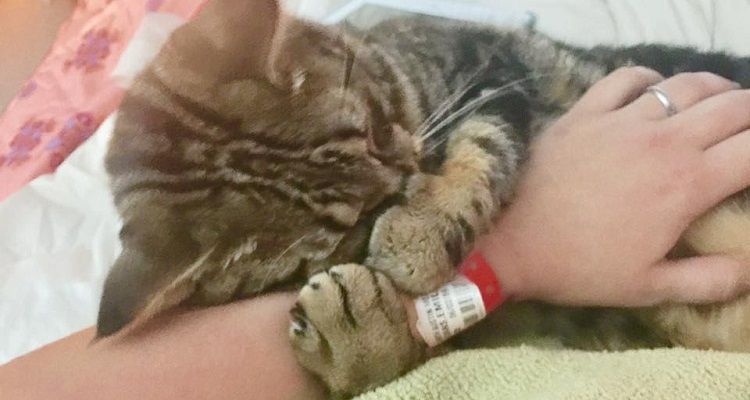 Gattino trovato alla stagione di servizio coccola il suo soccorritore, anche lui abbandonato alla nascita