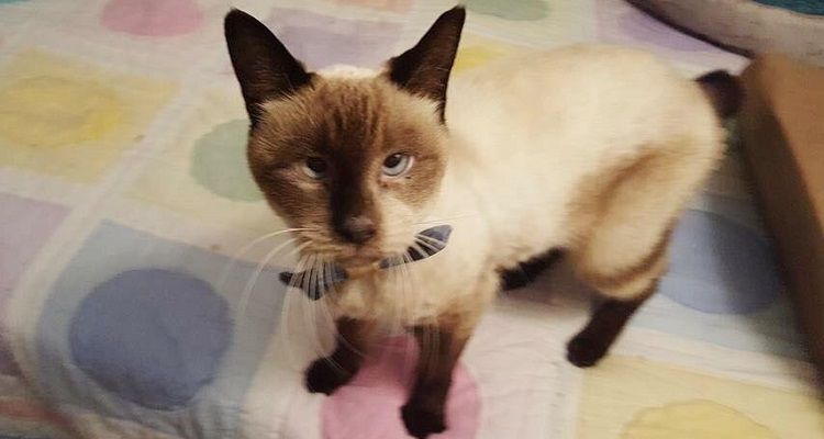 Gatto con gli occhi strabici non sa perché nessuno lo vuole e continua ad amare