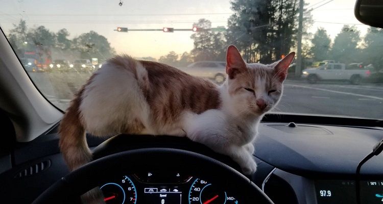 Gatto salta dal finestrino in grembo a un uomo mentre è fermo a prendersi i tacos