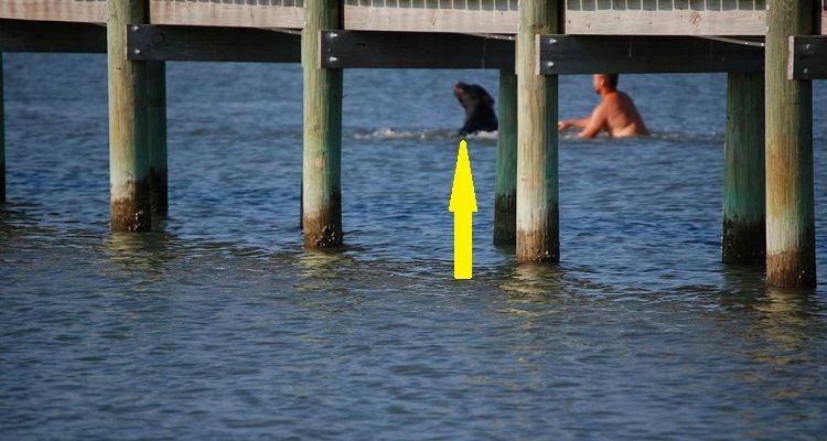 Quest’uomo si è buttato in acqua per salvare un animale in difficoltà